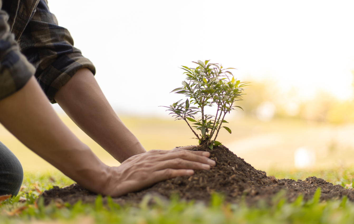 Tree Planting